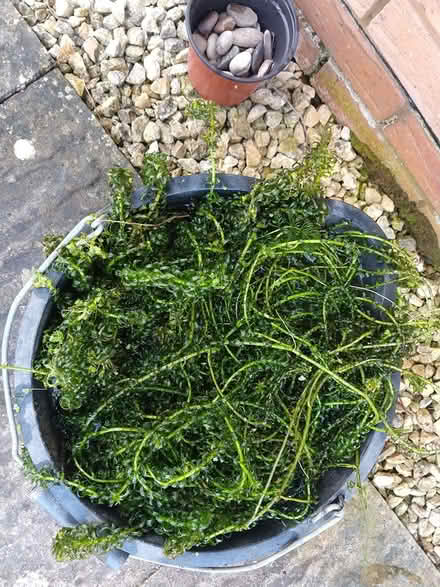 Photo of free Pond plants (The Reddings) #1