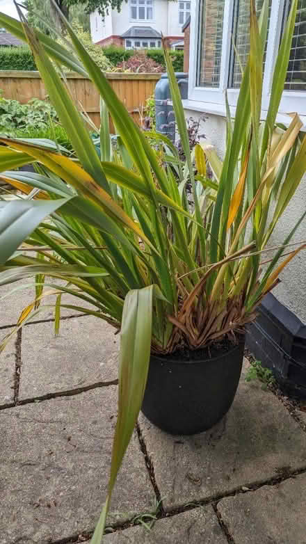 Photo of free Large Phormium (Nottingham NG5) #1