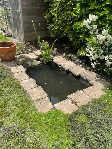 Photo of Pond plants (Bath. Combe down.) #1