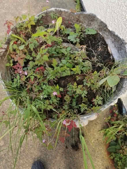 Photo of free Large planter with pedestal (CO13) #2