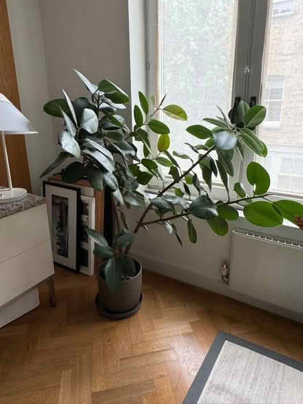 Photo of free Plant (King's Cross WC1N) #1