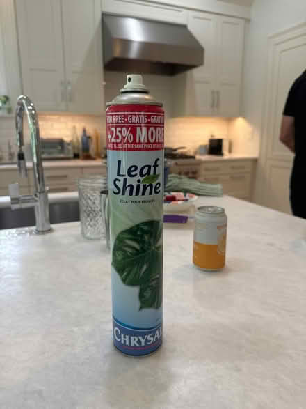 Photo of free Leaf shine for real plants (Chevy Chase MD) #1