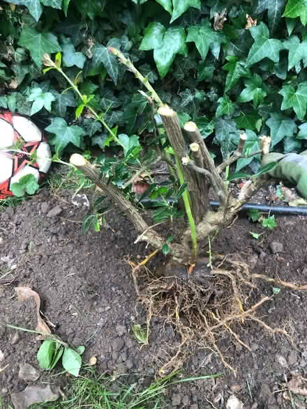 Photo of free holly bush (Orpington BR6) #1