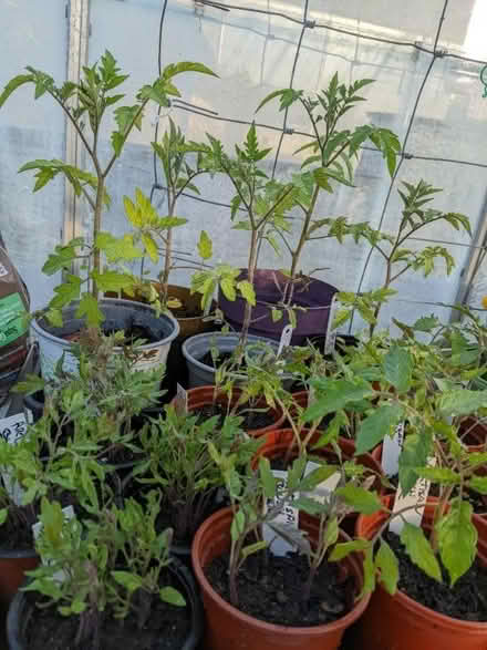 Photo of free Small tomato plants/seedlings (Bolton le Sands LA5) #1