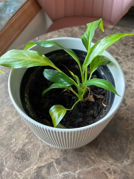 Photo of free Small Peace Lilly (Beulah rd and Druid hill rd NE) #1