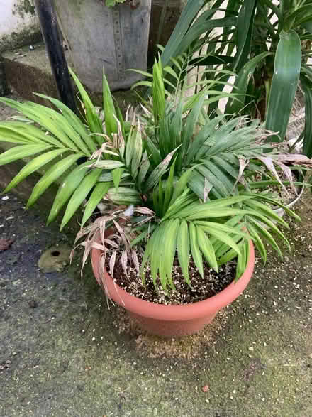 Photo of free Parlour palm (BN2)