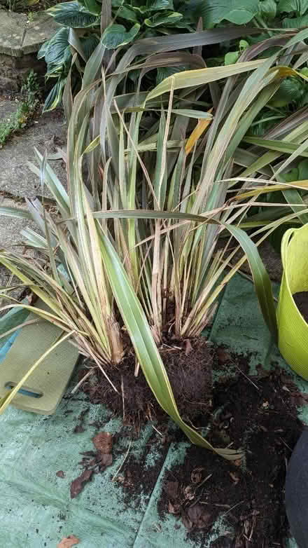 Photo of free Large Phormium (Nottingham NG5) #2
