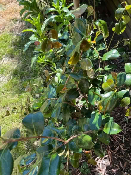 Photo of free Red camellia bush (Barnes SW13) #1