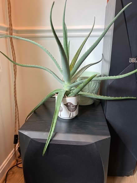 Photo of free Aloe plant (pot not included) (Beulah rd and Druid hill rd NE) #1