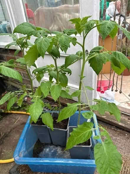 Photo of free Red Cherry Tomato plant (Eastbourne BN21) #1