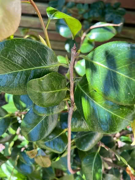 Photo of free Red camellia bush (Barnes SW13) #2