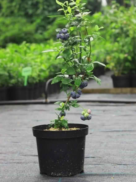 Photo of Blueberry Plant (Headington, OX3) #1