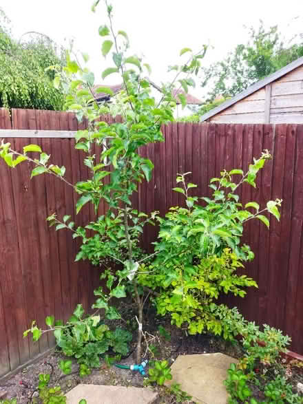 Photo of free Apple tree (GU12) #1