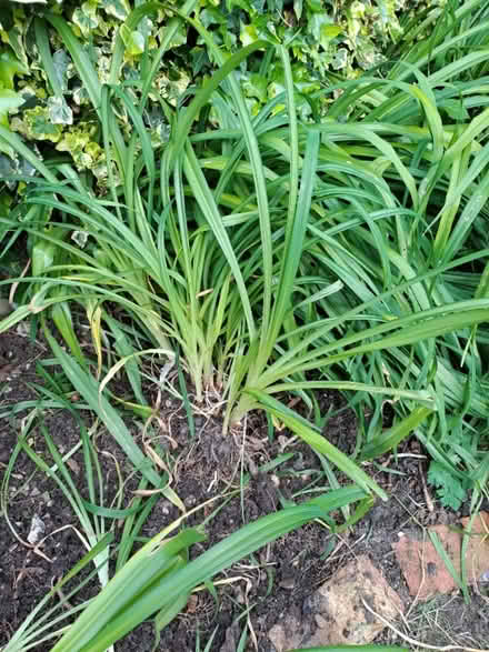 Photo of free Orange day lily plants (London Rd, HW HP11) #1