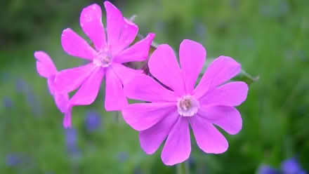 Photo of Red Campion, or any cuttings from shade-tolerant plants (Alfreton DE55) #1