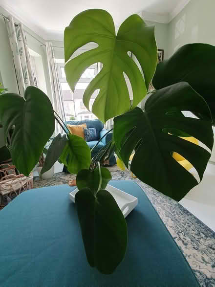 Photo of free Monstera plant (Aldershot GU12) #1