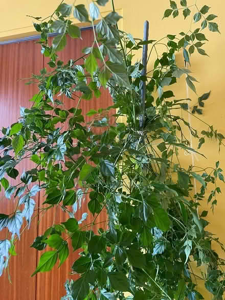 Photo of free Large China Doll plant (Conroy Rd & Walkley Rd) #2