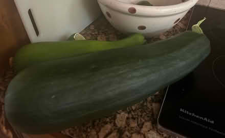 Photo of free Two extra large zucchini (Sunnyvale, CA Ponderosa Park) #1