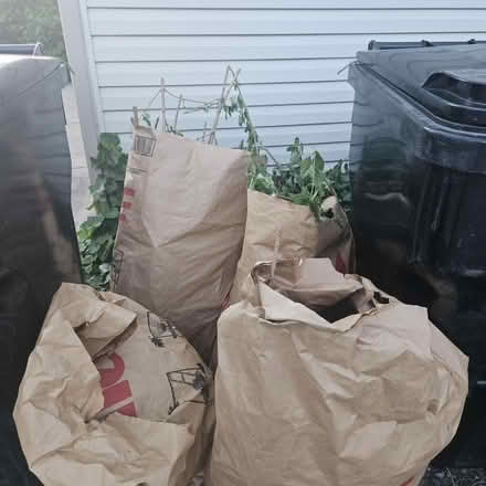 Photo of free Arborvitae and Box Clippings Plants (Edgebrook) #1