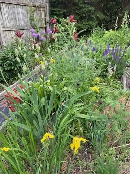 Photo of free siberian iris (west medford) #2