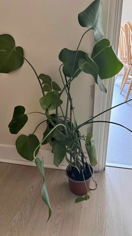 Photo of free House Plant (London, NW10) #1