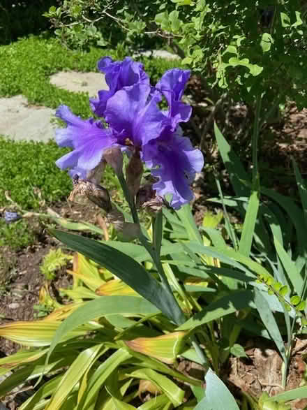 Photo of free iris (west medford) #3