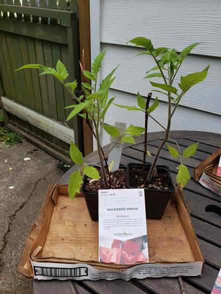 Photo of free Tomato starts (West Seattle) #2