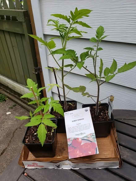 Photo of free Tomato starts (West Seattle) #3