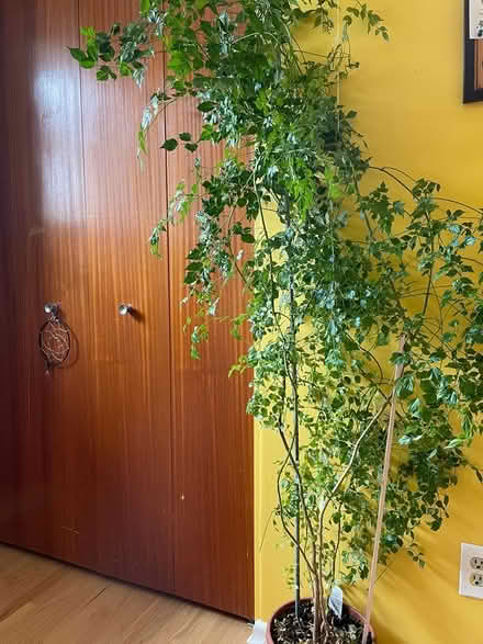 Photo of free Large China Doll plant (Conroy Rd & Walkley Rd) #1