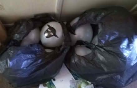 Photo of free 11 blown up white balloons (Totteridge HW HP13) #1