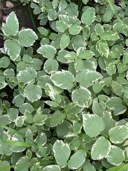 Photo of free Ground cover plants (Kanata) #1