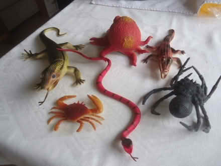 Photo of free Snakes and bugs (Malvern Link WR14) #1