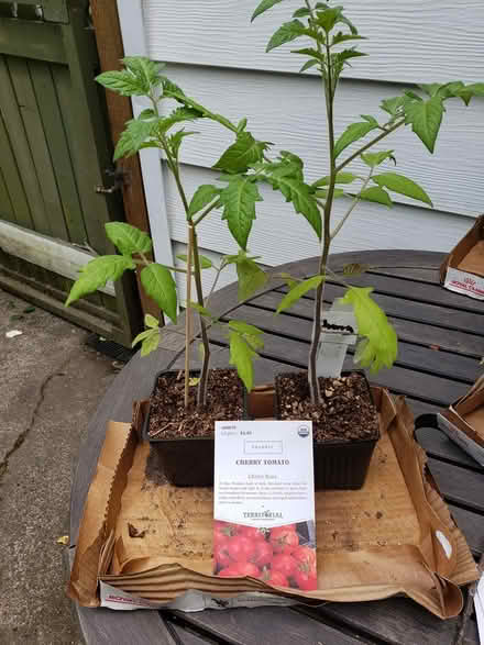 Photo of free Tomato starts (West Seattle) #1