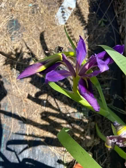 Photo of free siberian iris (west medford) #1