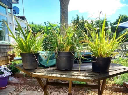 Photo of free Torbay Palm small self seeded ones (Torbay) #1