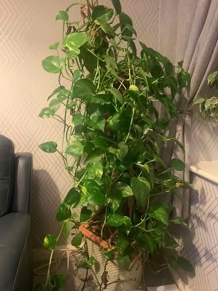 Photo of free Very large heavy house plant (Coventry CV6) #1