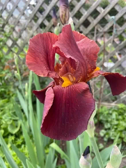 Photo of free iris (west medford) #1