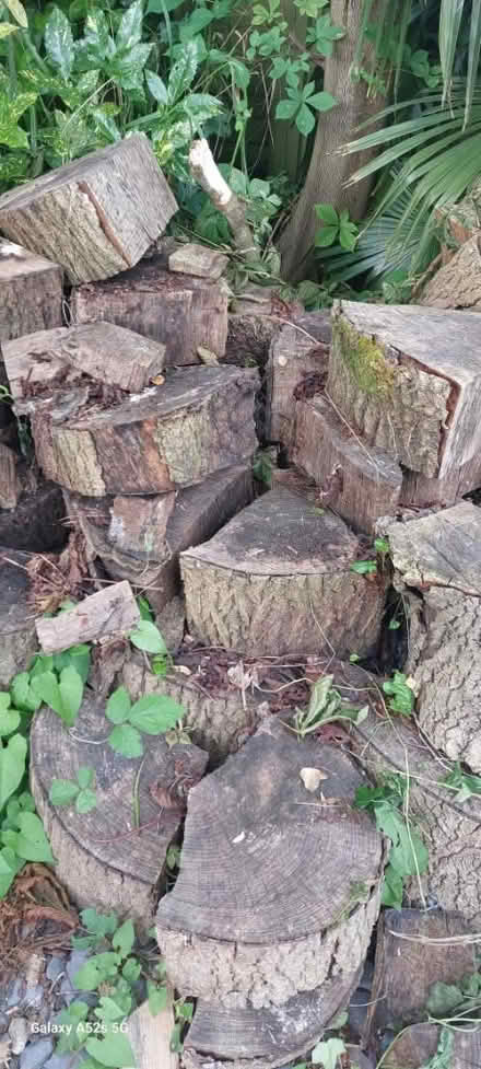 Photo of free Ash Tree logs/chunks (Patcham) #2