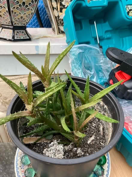 Photo of free Various plants (Kirkham PR4) #3