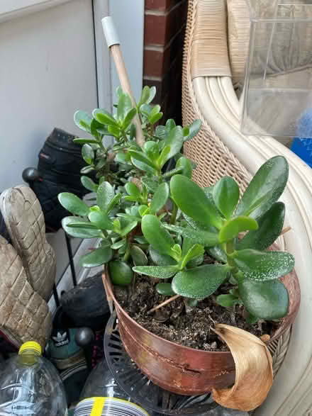 Photo of free Various plants (Kirkham PR4) #2