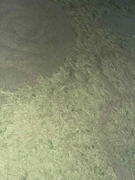 Photo of free Rug (W13) #3