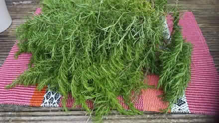 Photo of free Rosemary cuttings (Woodingdean) #1