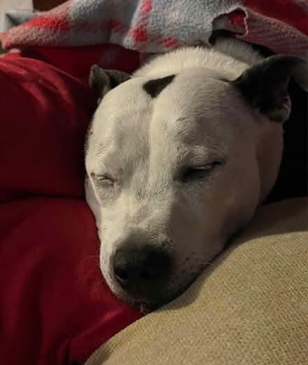 Photo of Tiny piece carpet/underlay/similar (Sheringham NR26) #2