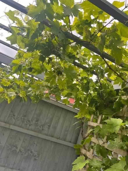 Photo of free Vine leaves but the bucket load (Swanley BR8) #3