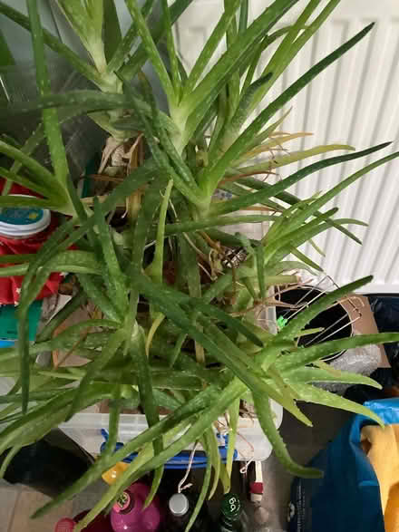 Photo of free Various plants (Kirkham PR4) #1
