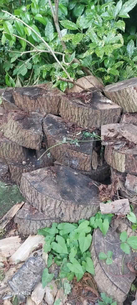 Photo of free Ash Tree logs/chunks (Patcham) #3