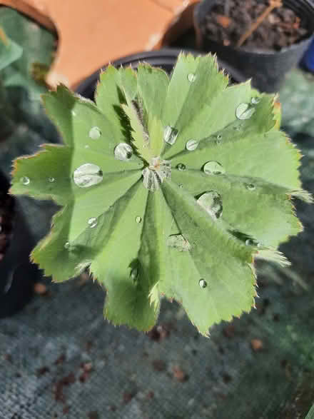 Photo of free Alchemilla Mollis cutting (Morden SM4) #3