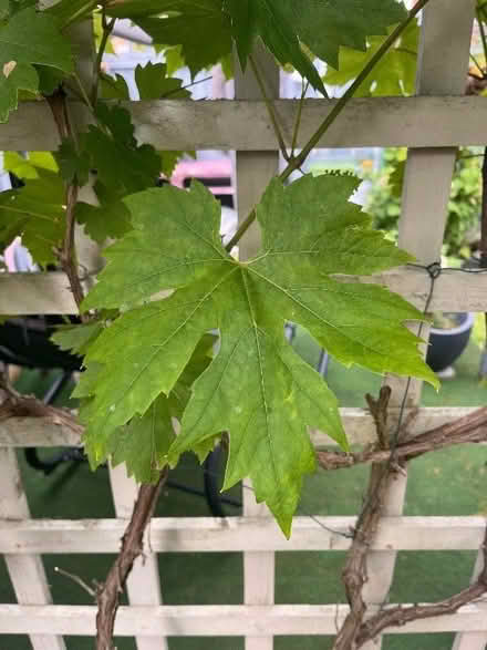 Photo of free Vine leaves but the bucket load (Swanley BR8) #2