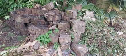 Photo of free Ash Tree logs/chunks (Patcham) #1