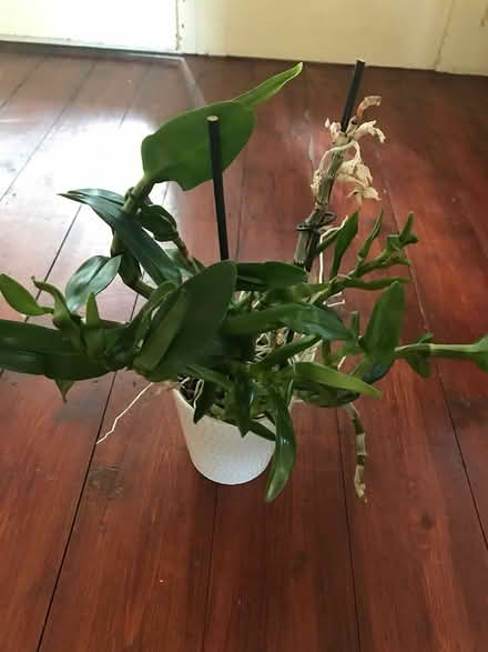 Photo of free Dendrobium orchid (Oakworth, BD22) #1